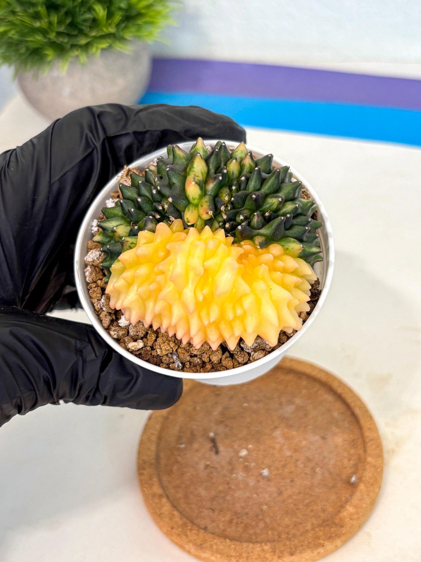 Gymnocalycium Inermis Cristata (gy9) (y4) | Variegated Cactus