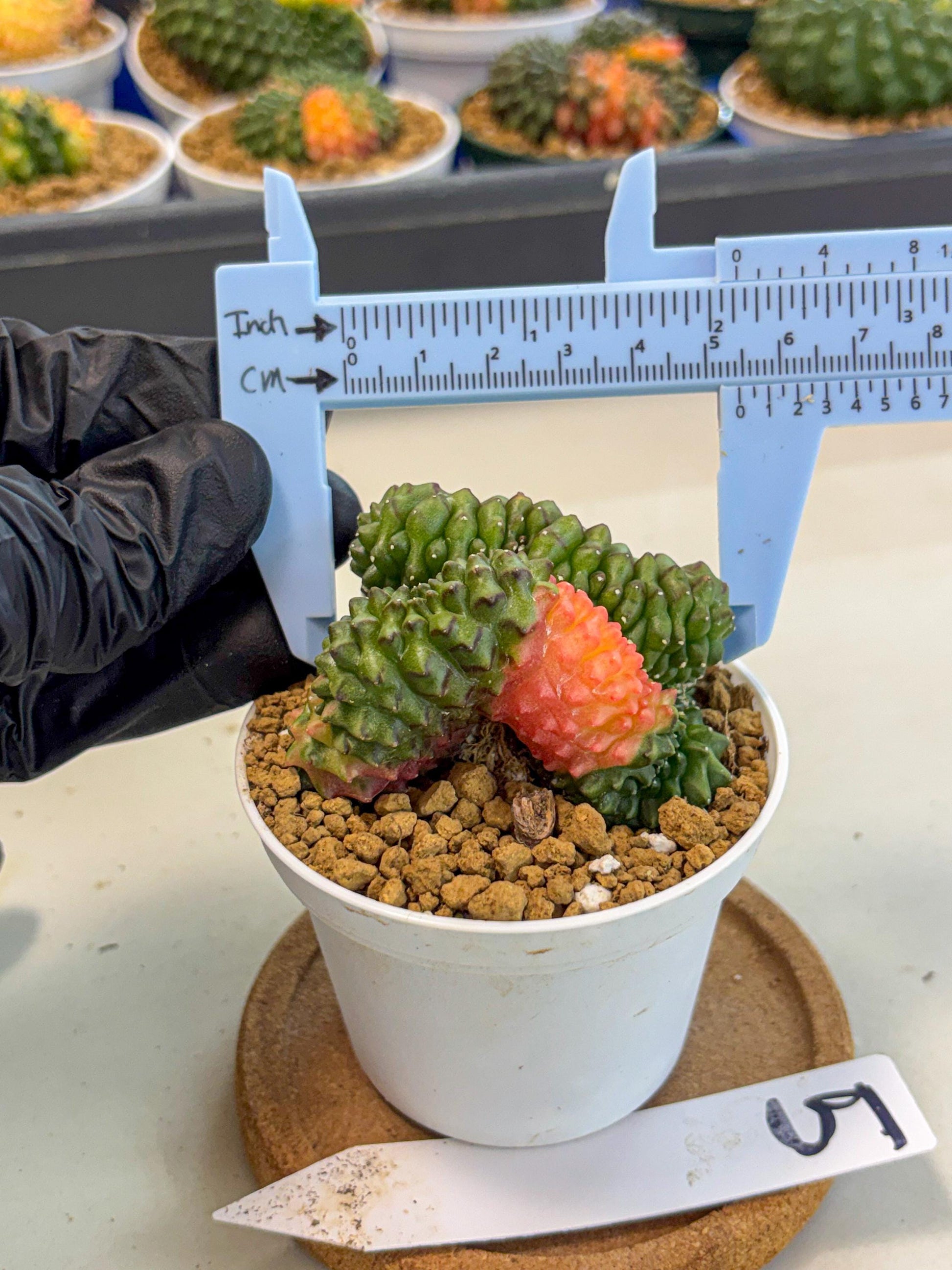 Gymnocalycium Inermis Cristata (gy9) (y5) | Variegated Cactus