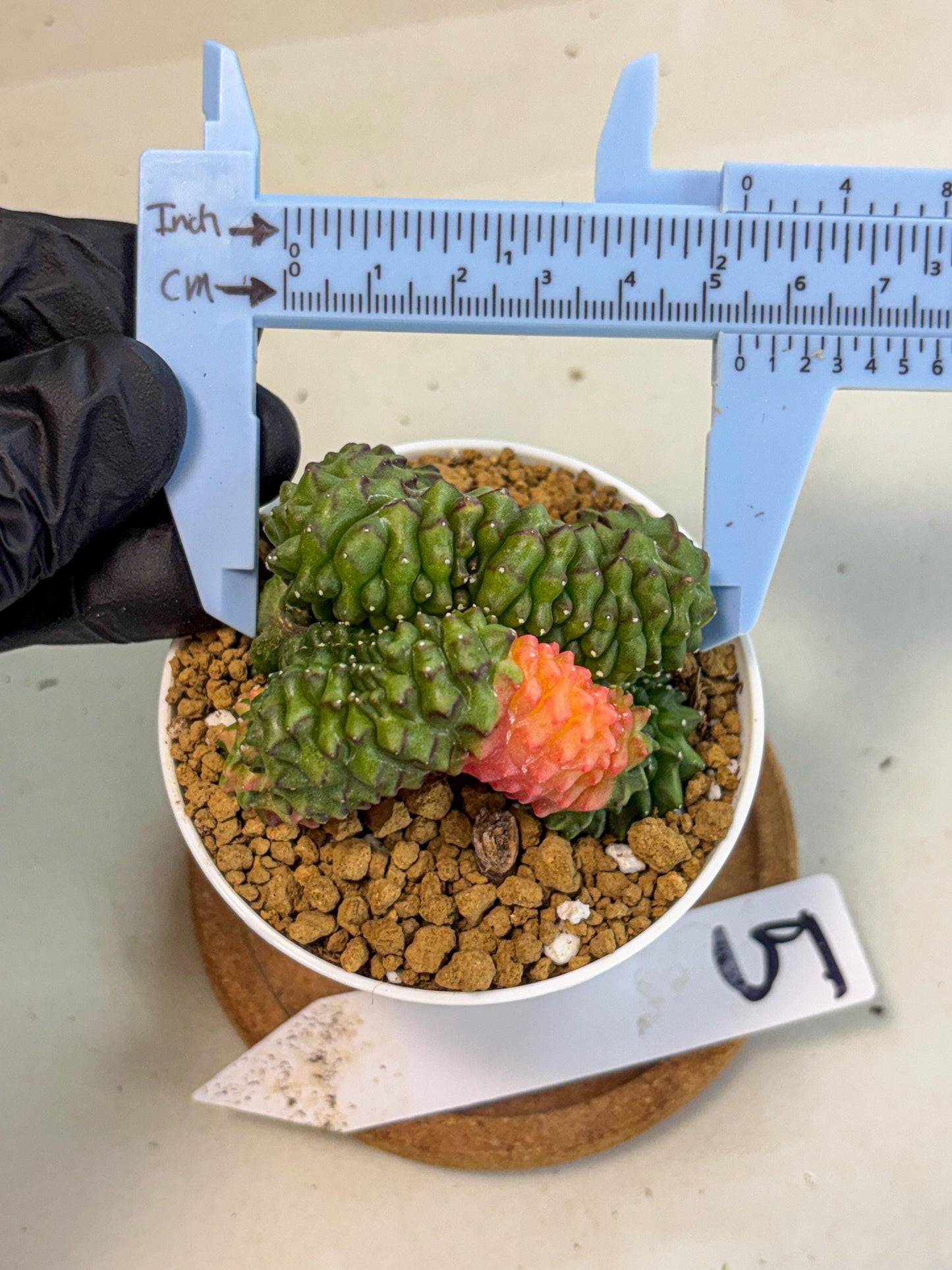 Gymnocalycium Inermis Cristata (gy9) (y5) | Variegated Cactus