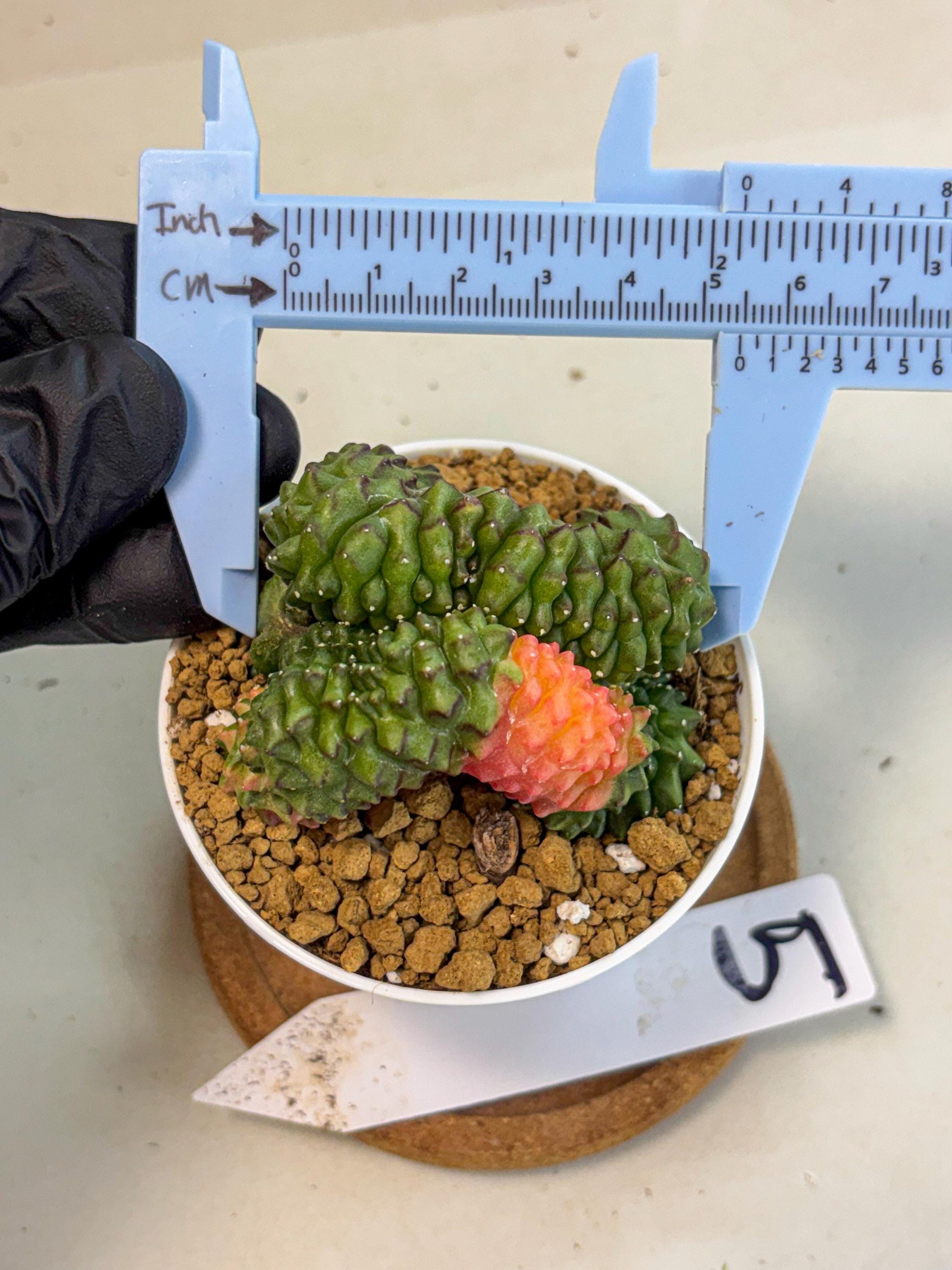 Gymnocalycium Inermis Cristata (gy9) (y5) | Variegated Cactus
