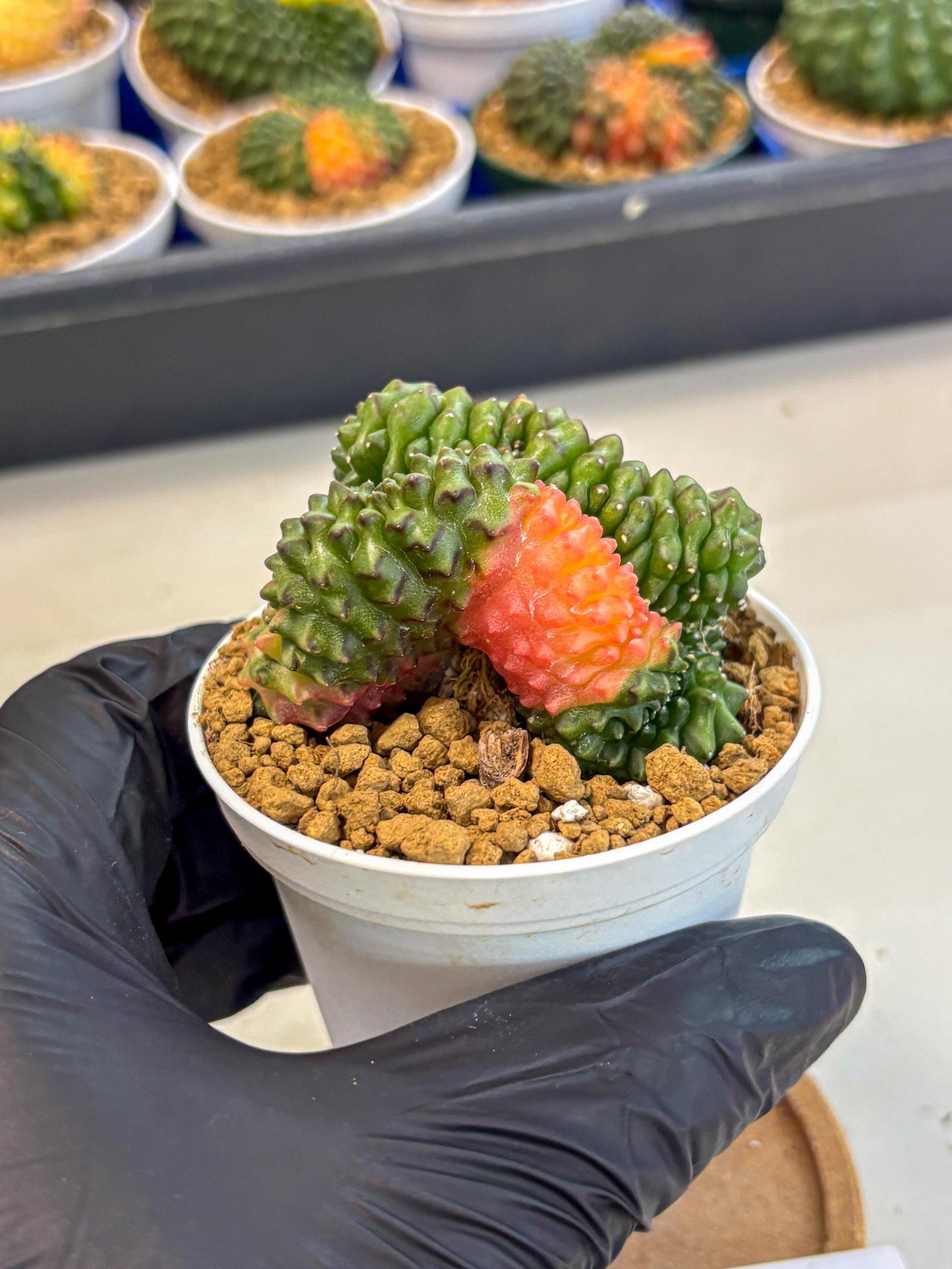 Gymnocalycium Inermis Cristata (gy9) (y5) | Variegated Cactus