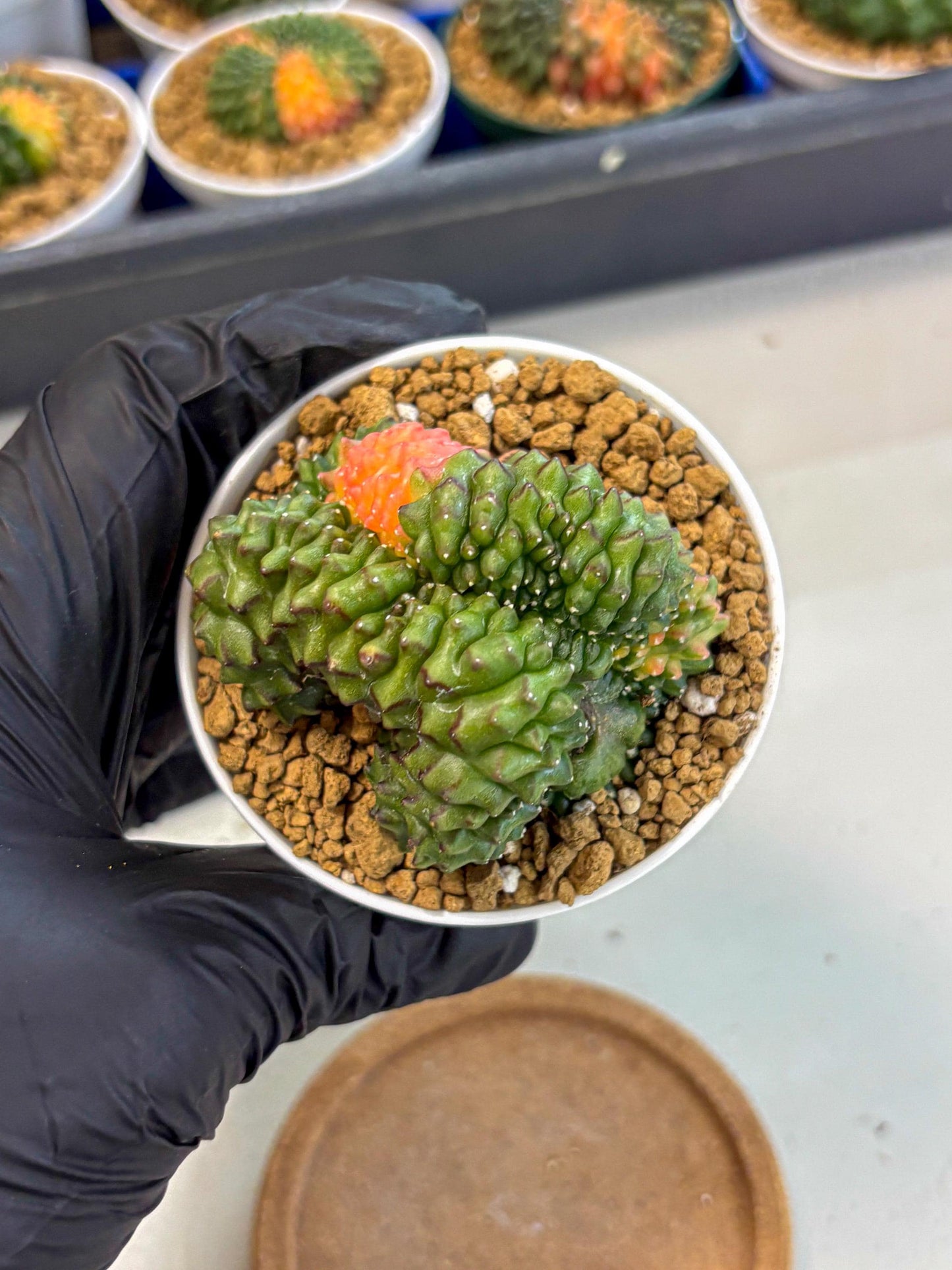 Gymnocalycium Inermis Cristata (gy9) (y5) | Variegated Cactus
