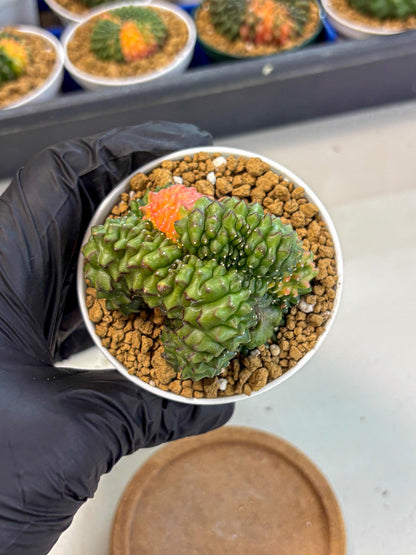 Gymnocalycium Inermis Cristata (gy9) (y5) | Variegated Cactus