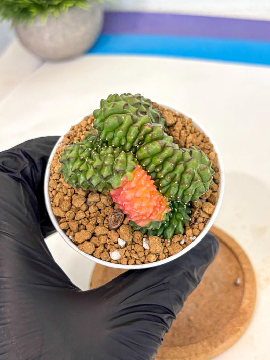 Gymnocalycium Inermis Cristata (gy9) (y5) | Variegated Cactus