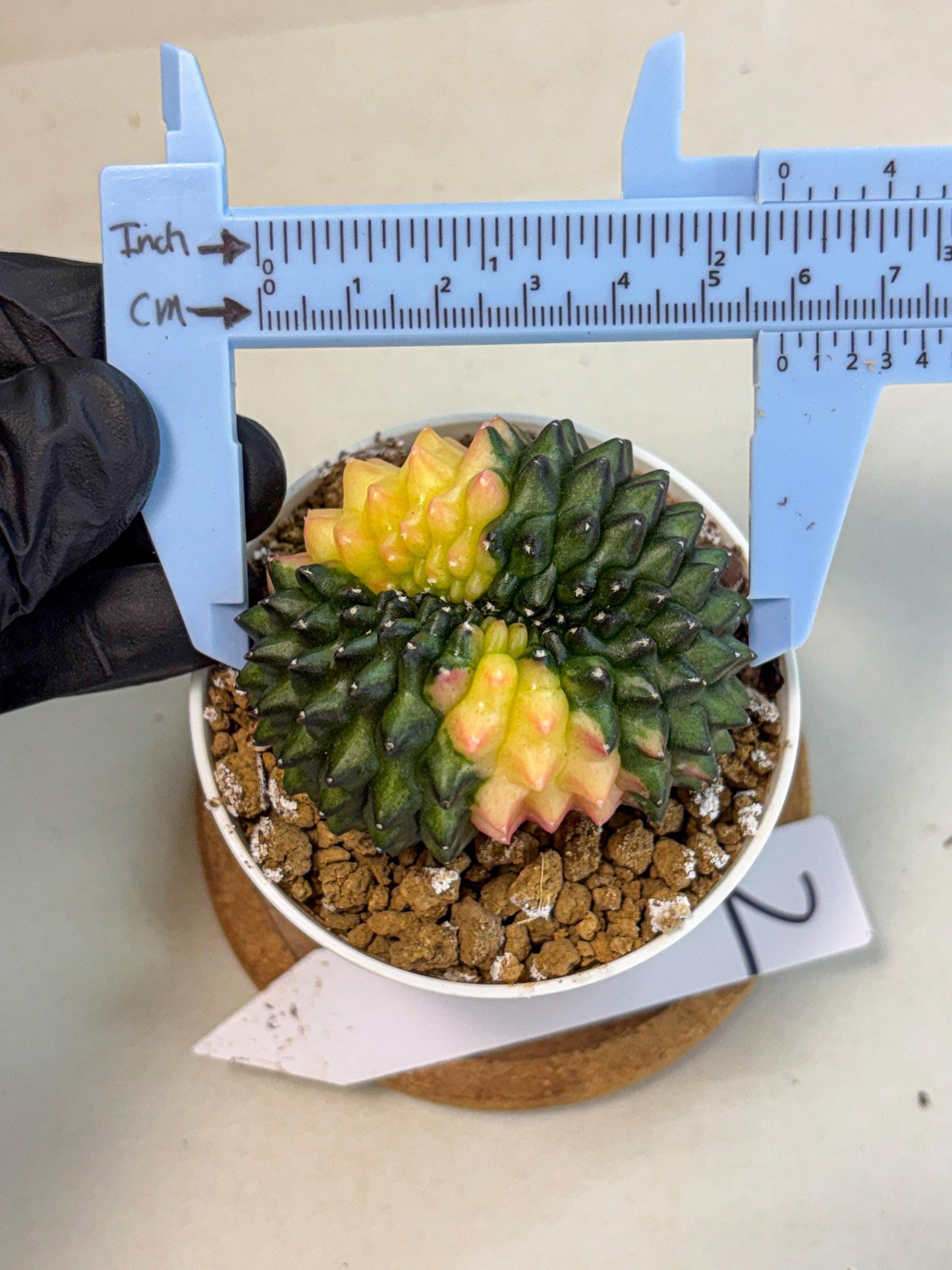 Gymnocalycium Inermis Cristata (gy9) (y2) | Variegated Cactus