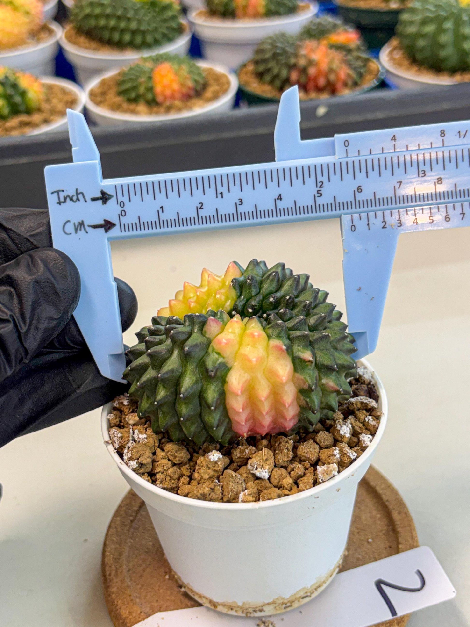 Gymnocalycium Inermis Cristata (gy9) (y2) | Variegated Cactus