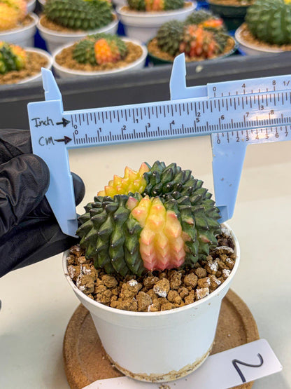 Gymnocalycium Inermis Cristata (gy9) (y2) | Variegated Cactus