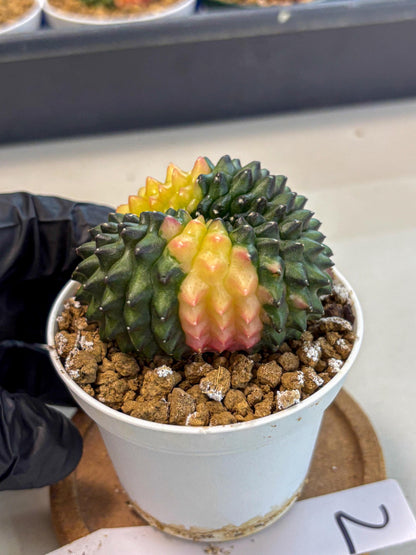 Gymnocalycium Inermis Cristata (gy9) (y2) | Variegated Cactus