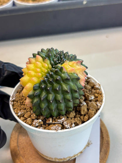 Gymnocalycium Inermis Cristata (gy9) (y2) | Variegated Cactus