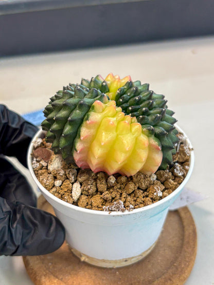 Gymnocalycium Inermis Cristata (gy9) (y2) | Variegated Cactus