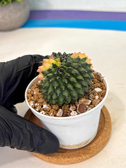 Gymnocalycium Inermis Cristata (gy9) (y2) | Variegated Cactus
