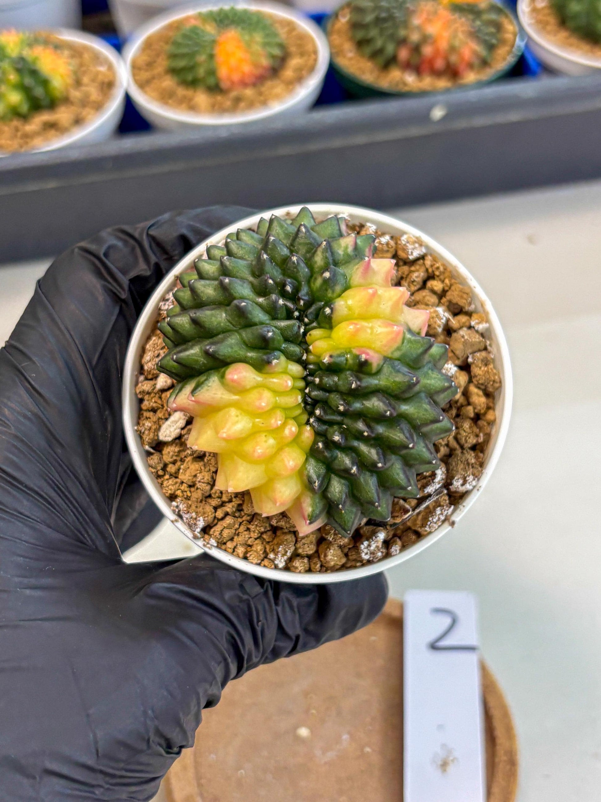 Gymnocalycium Inermis Cristata (gy9) (y2) | Variegated Cactus