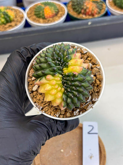 Gymnocalycium Inermis Cristata (gy9) (y2) | Variegated Cactus