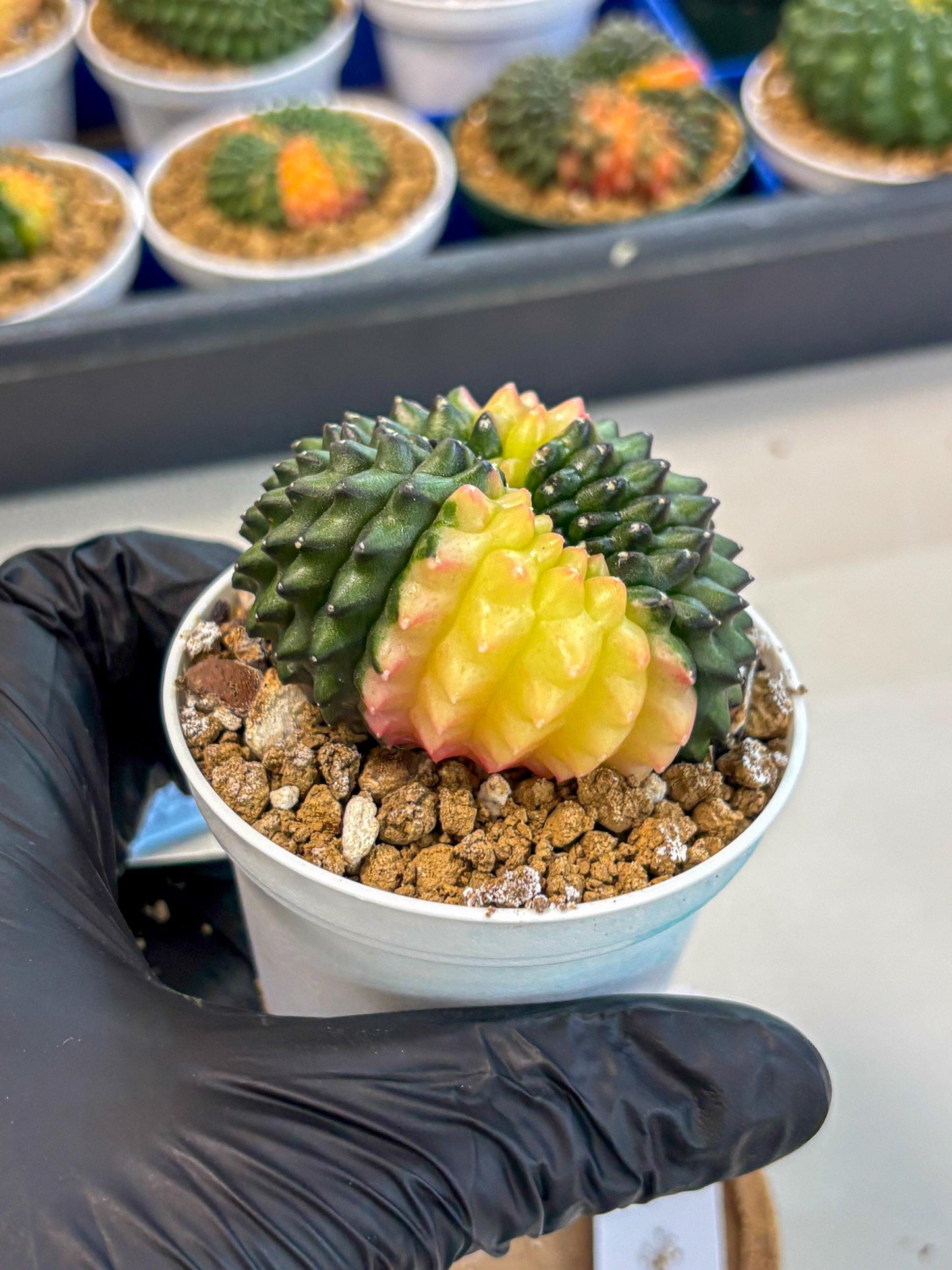 Gymnocalycium Inermis Cristata (gy9) (y2) | Variegated Cactus