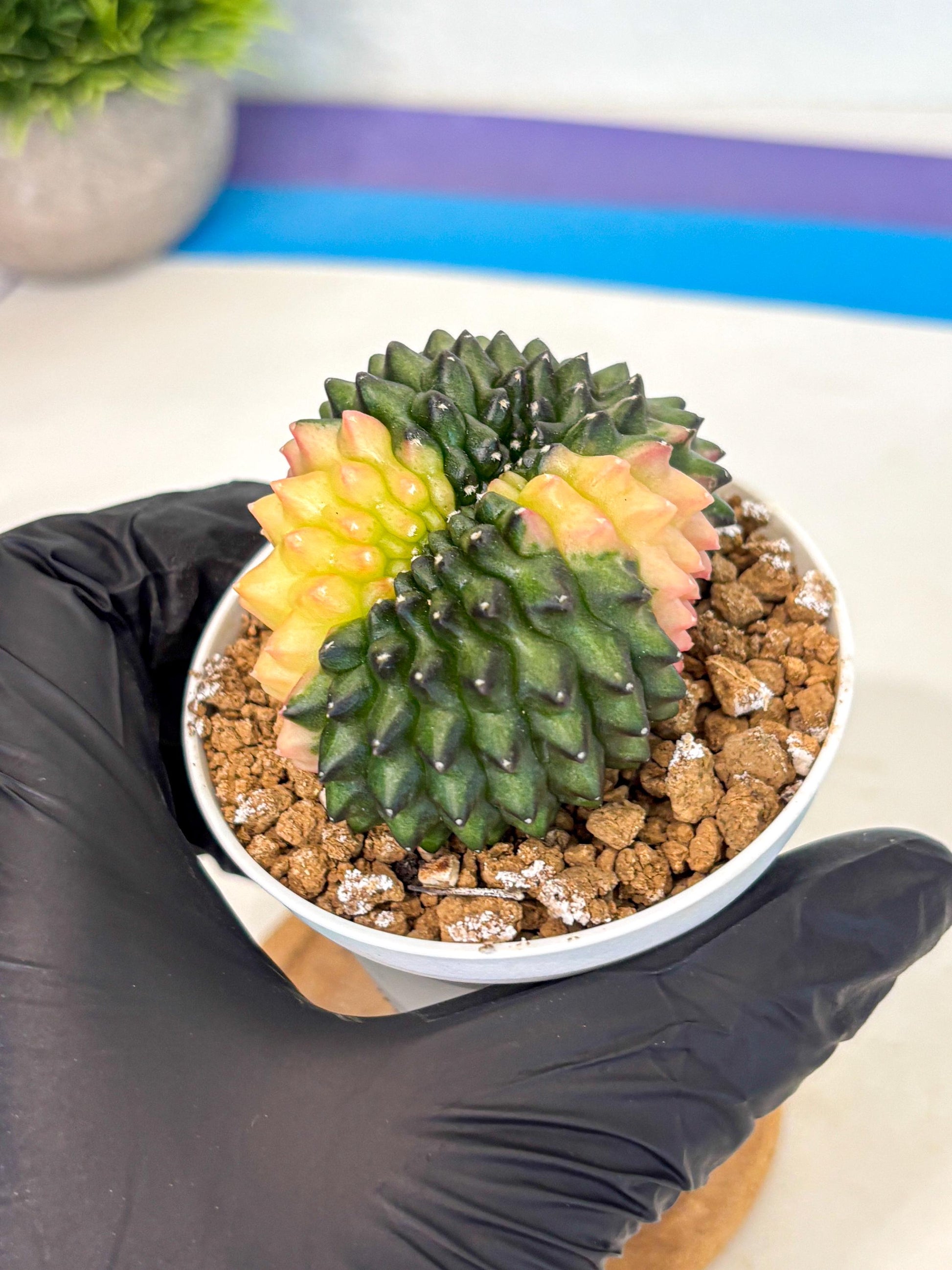 Gymnocalycium Inermis Cristata (gy9) (y2) | Variegated Cactus