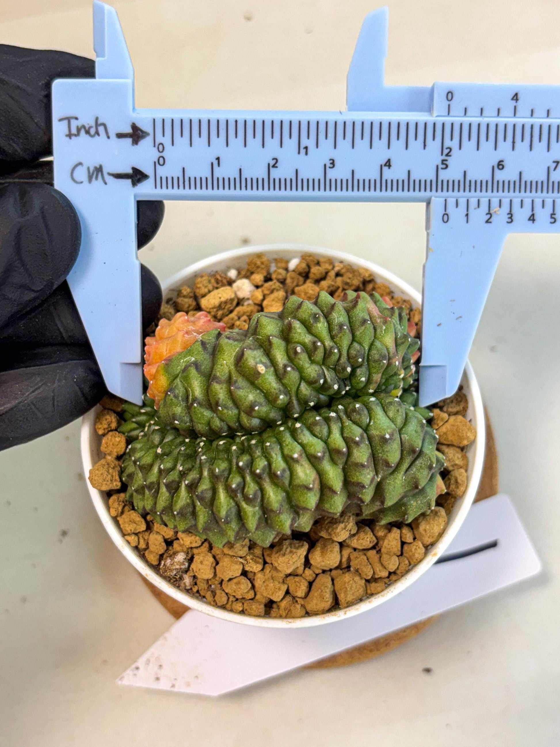 Gymnocalycium Inermis Cristata (gy9) (p1) | Variegated Cactus