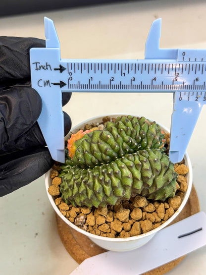 Gymnocalycium Inermis Cristata (gy9) (p1) | Variegated Cactus