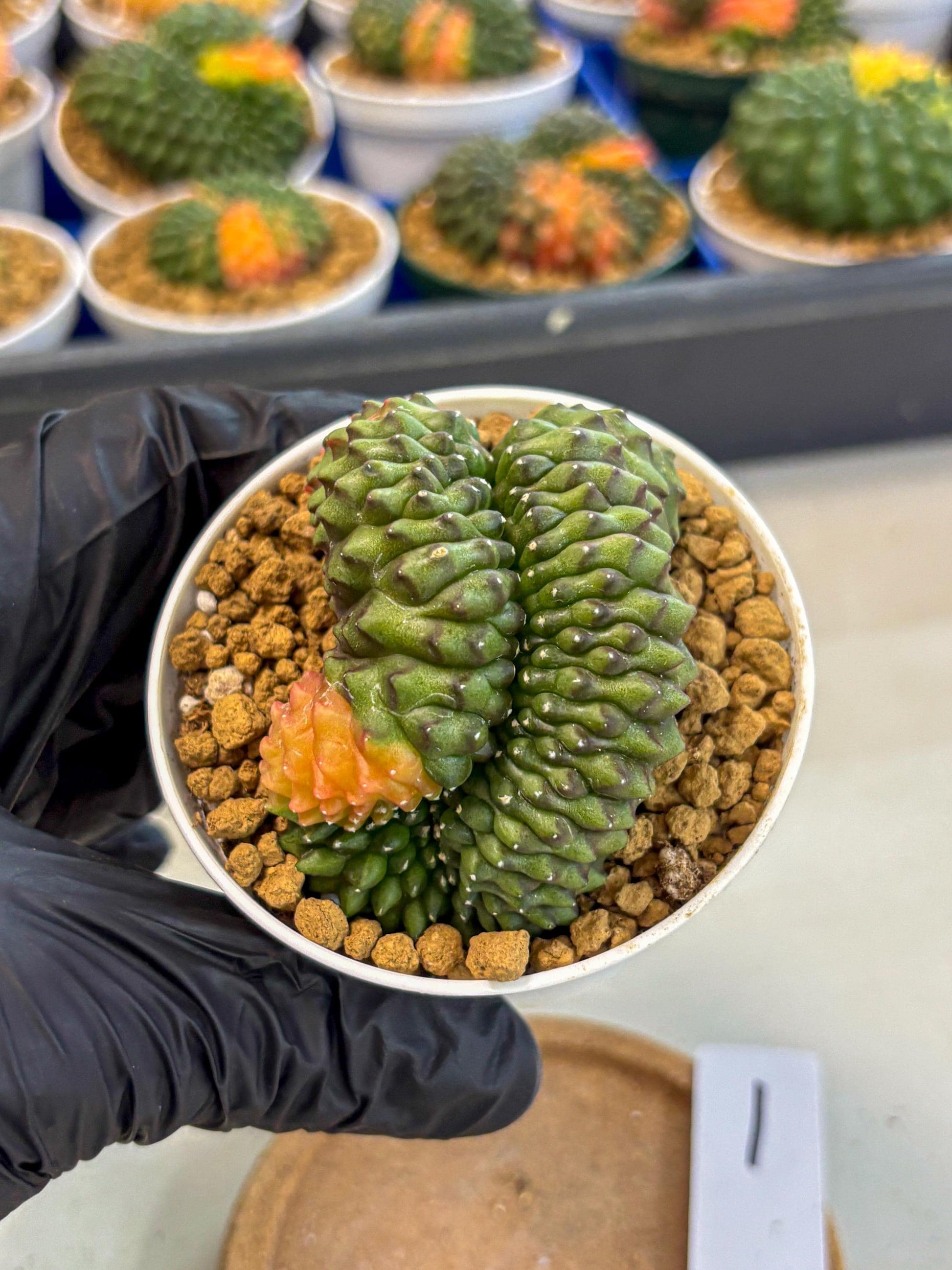 Gymnocalycium Inermis Cristata (gy9) (p1) | Variegated Cactus