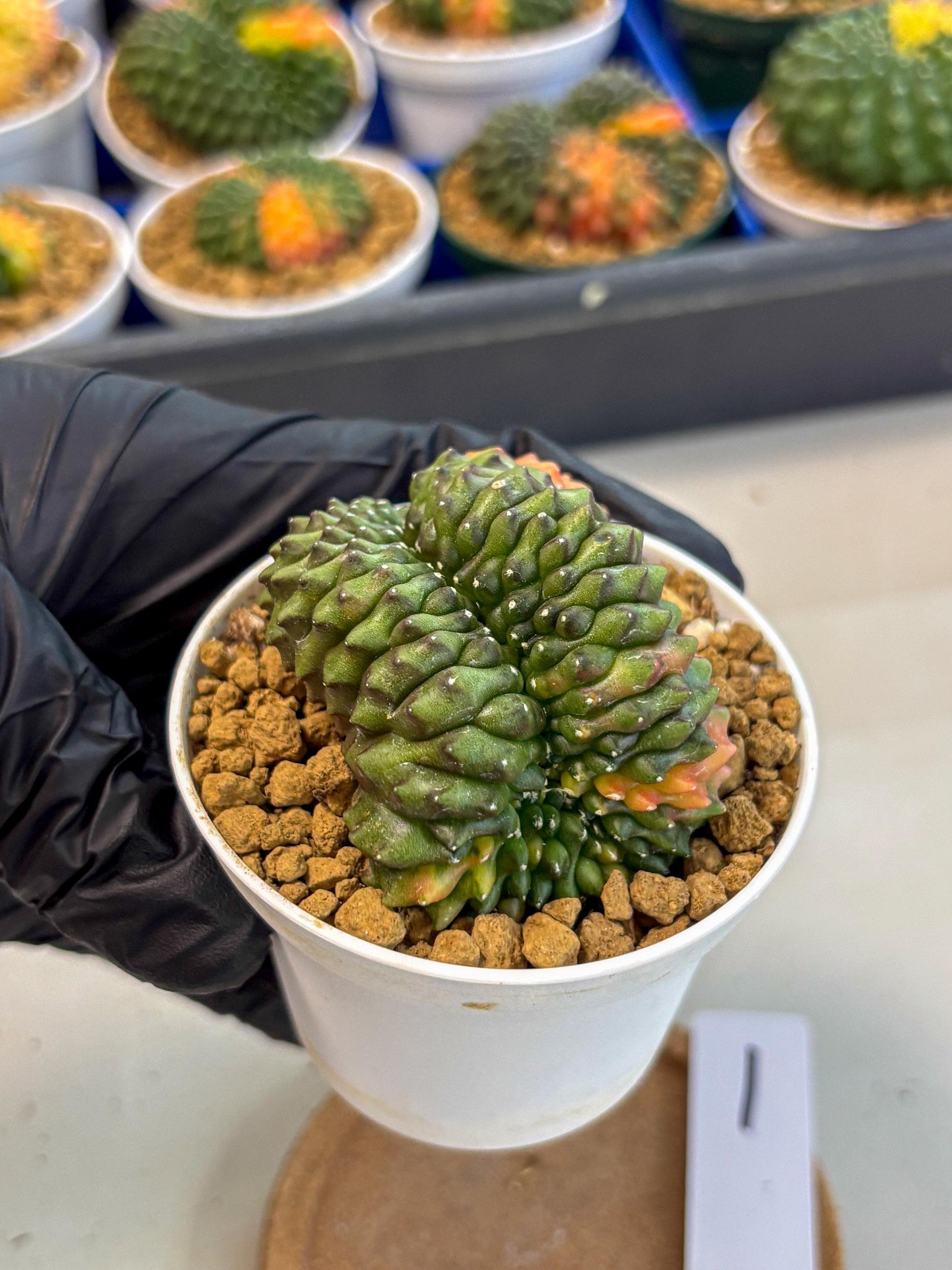 Gymnocalycium Inermis Cristata (gy9) (p1) | Variegated Cactus
