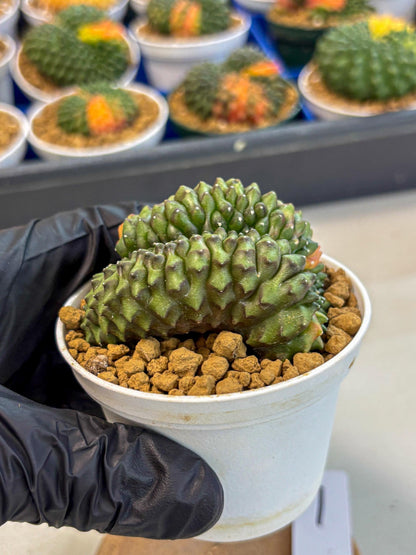 Gymnocalycium Inermis Cristata (gy9) (p1) | Variegated Cactus