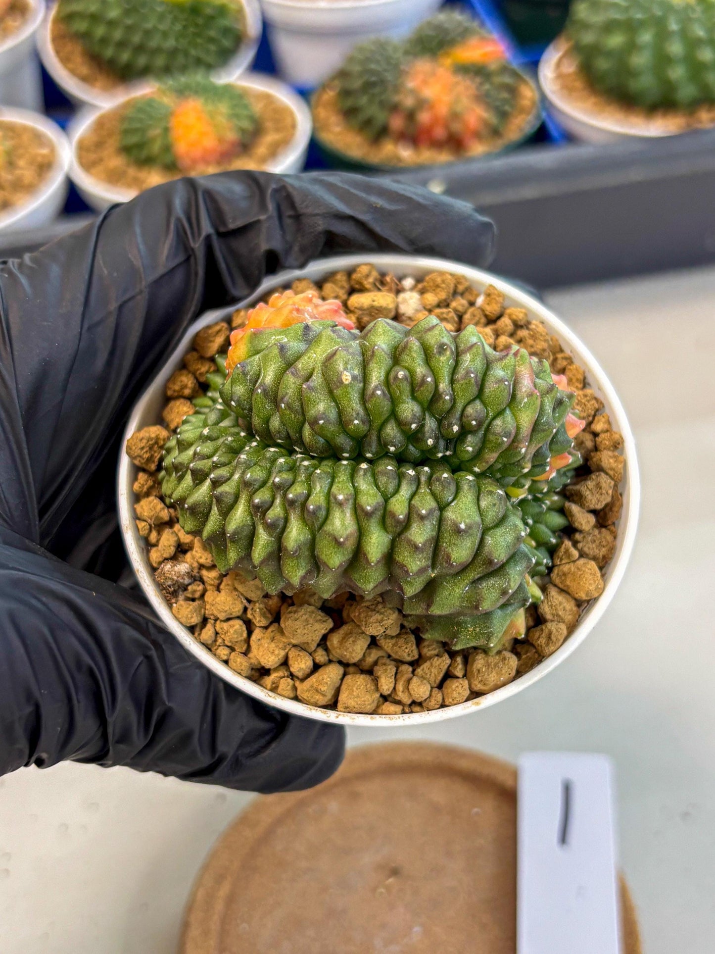 Gymnocalycium Inermis Cristata (gy9) (p1) | Variegated Cactus