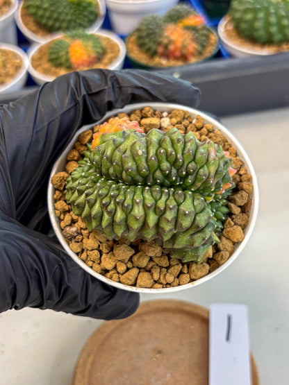 Gymnocalycium Inermis Cristata (gy9) (p1) | Variegated Cactus