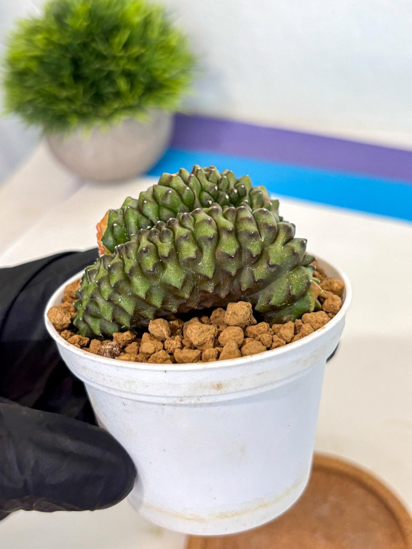 Gymnocalycium Inermis Cristata (gy9) (p1) | Variegated Cactus