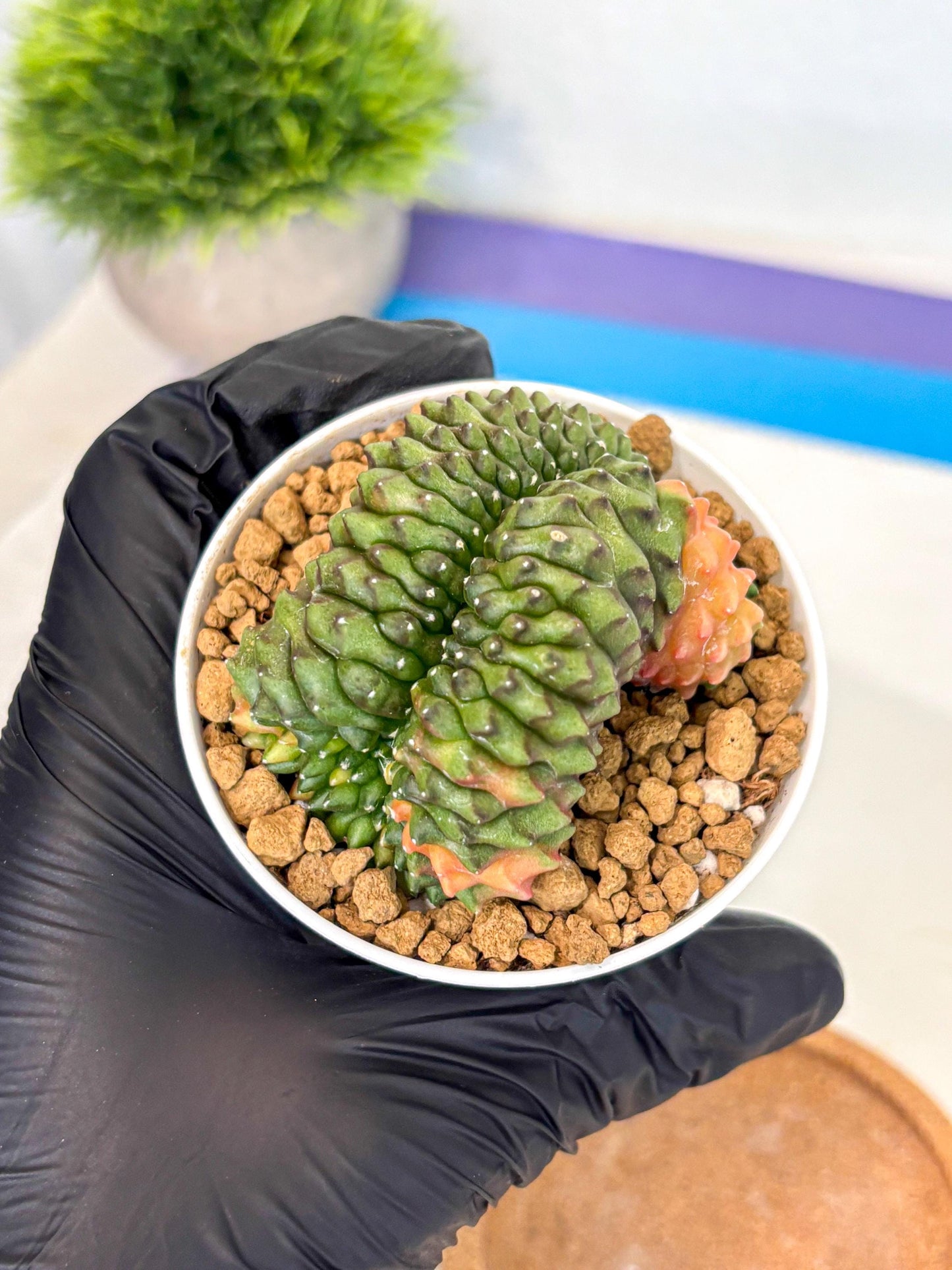 Gymnocalycium Inermis Cristata (gy9) (p1) | Variegated Cactus