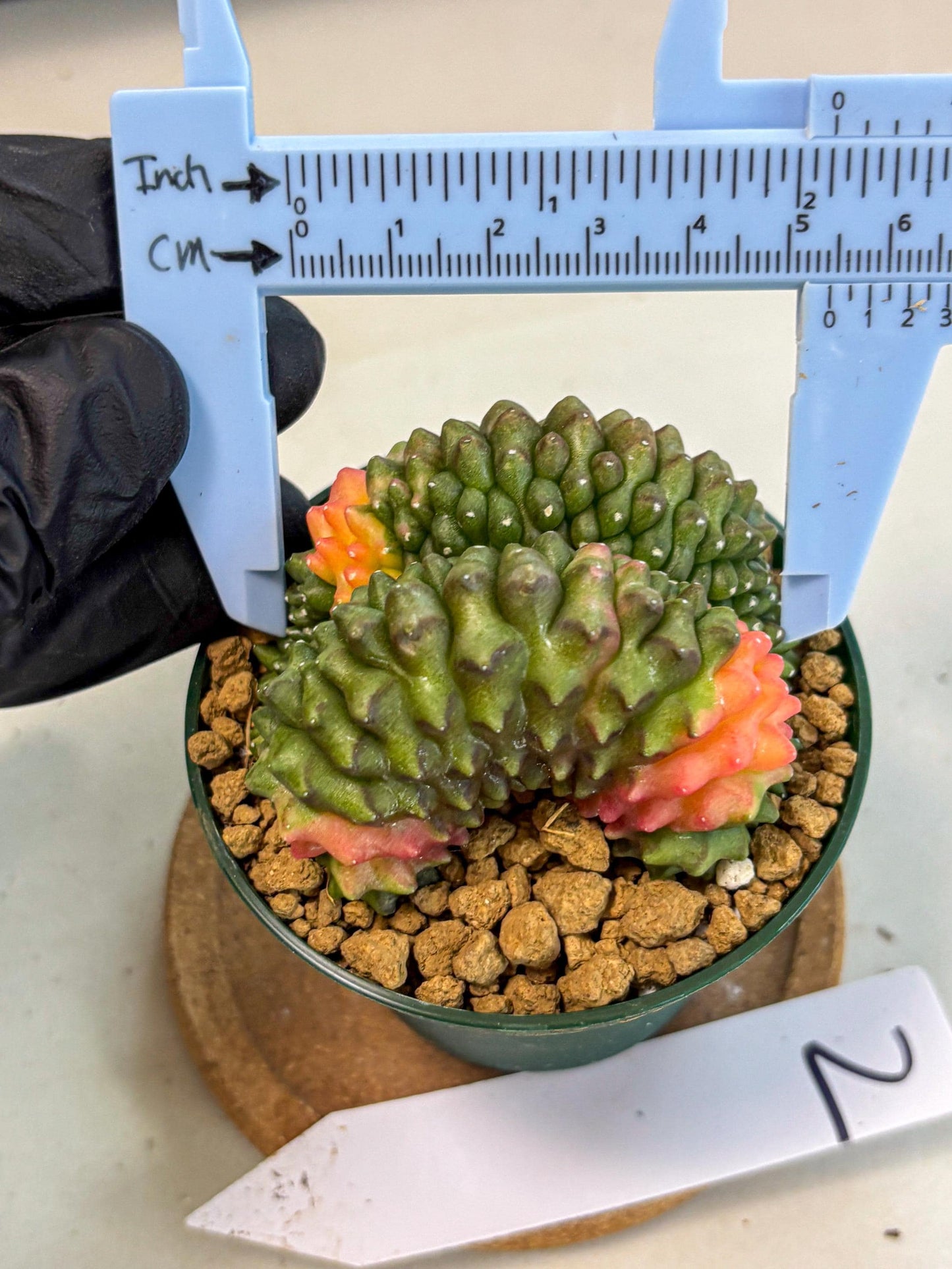 Gymnocalycium Inermis Cristata (gy9) (p2) | Variegated Cactus