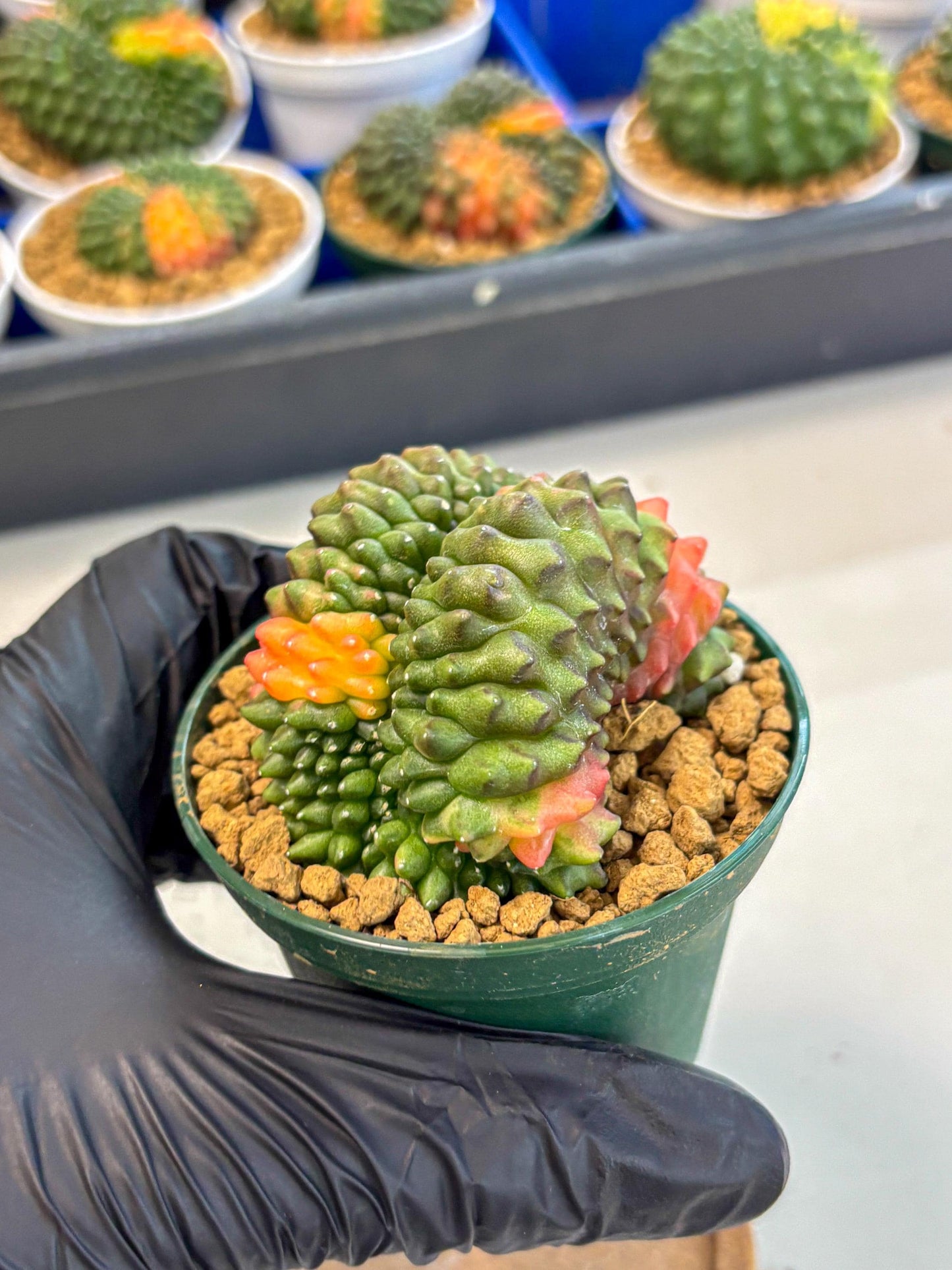 Gymnocalycium Inermis Cristata (gy9) (p2) | Variegated Cactus