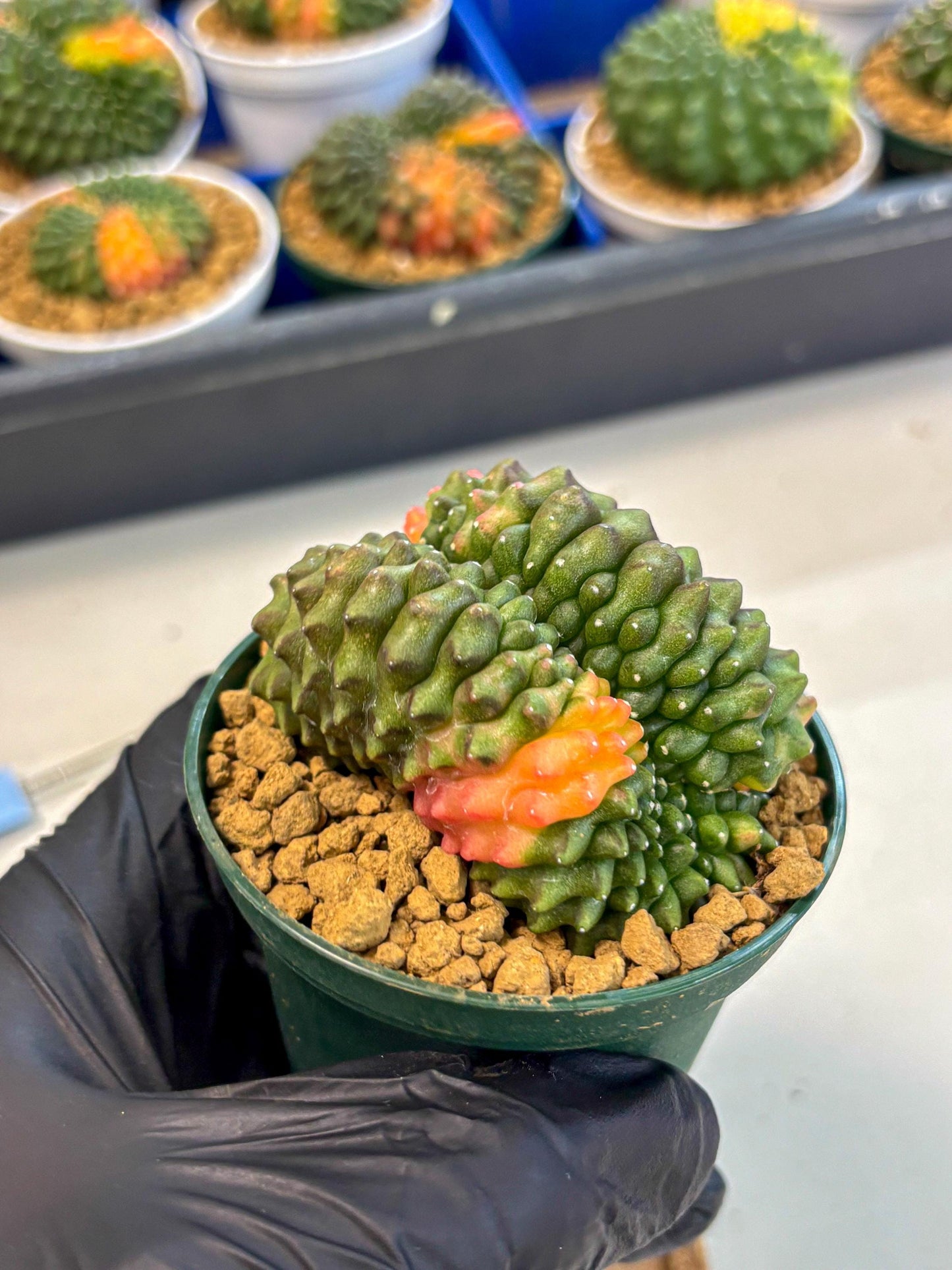 Gymnocalycium Inermis Cristata (gy9) (p2) | Variegated Cactus