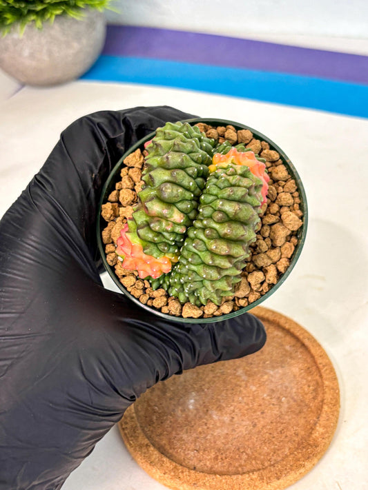 Gymnocalycium Inermis Cristata (gy9) (p2) | Variegated Cactus
