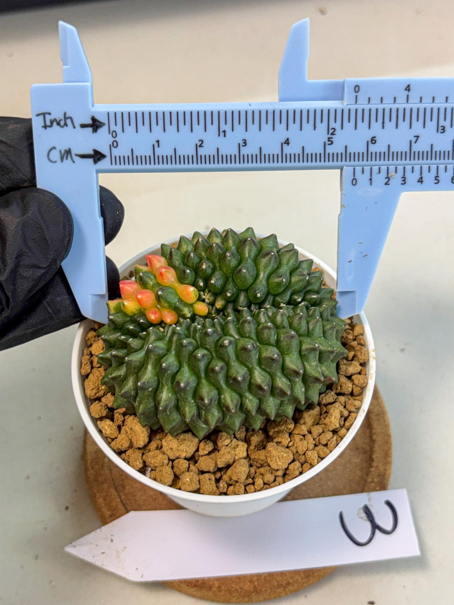 Gymnocalycium Inermis Cristata (gy9) (p3) | Variegated Cactus
