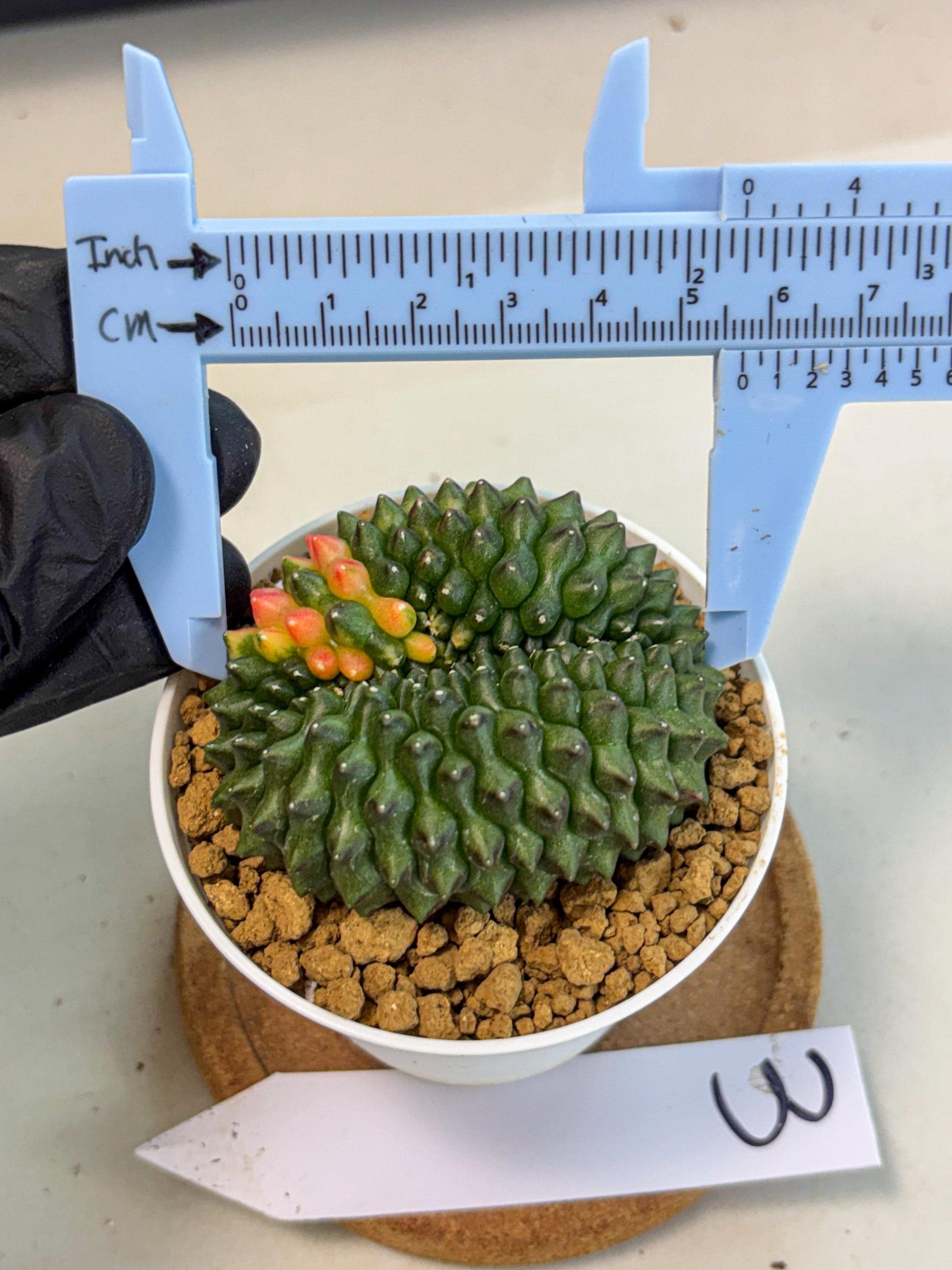 Gymnocalycium Inermis Cristata (gy9) (p3) | Variegated Cactus