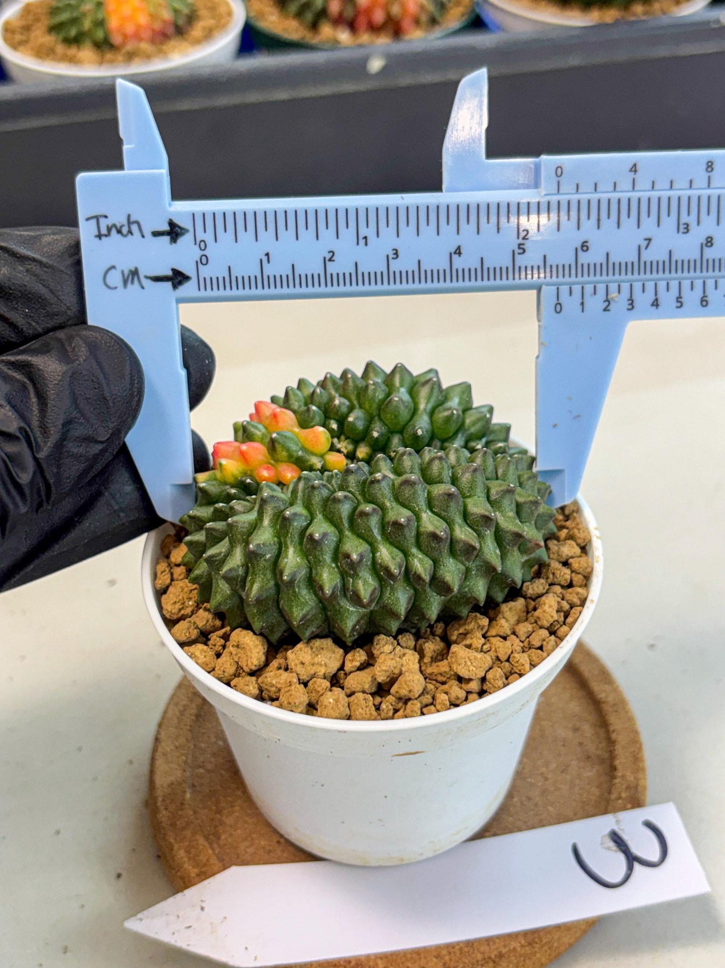 Gymnocalycium Inermis Cristata (gy9) (p3) | Variegated Cactus