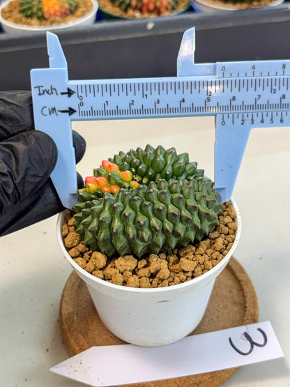 Gymnocalycium Inermis Cristata (gy9) (p3) | Variegated Cactus