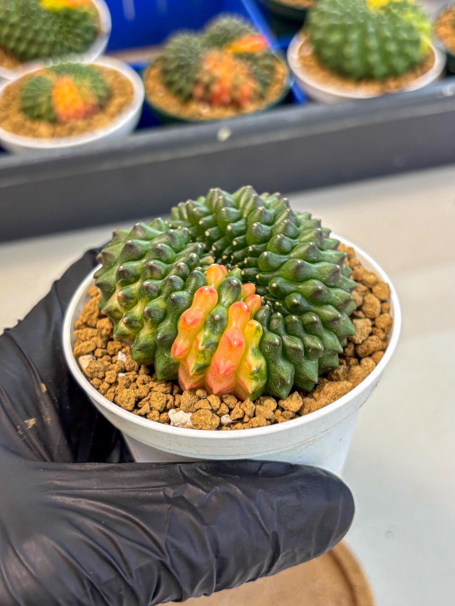 Gymnocalycium Inermis Cristata (gy9) (p3) | Variegated Cactus