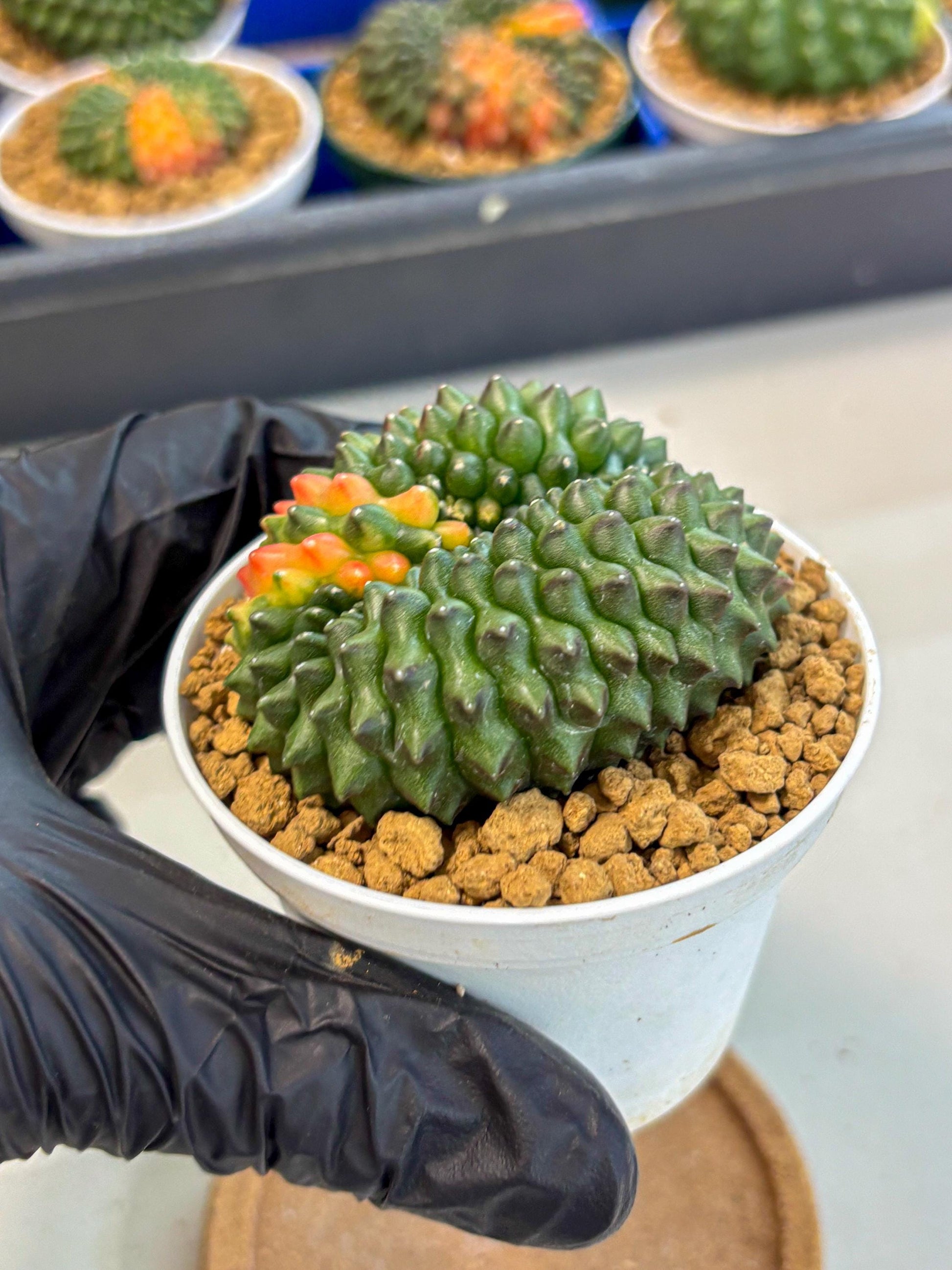 Gymnocalycium Inermis Cristata (gy9) (p3) | Variegated Cactus