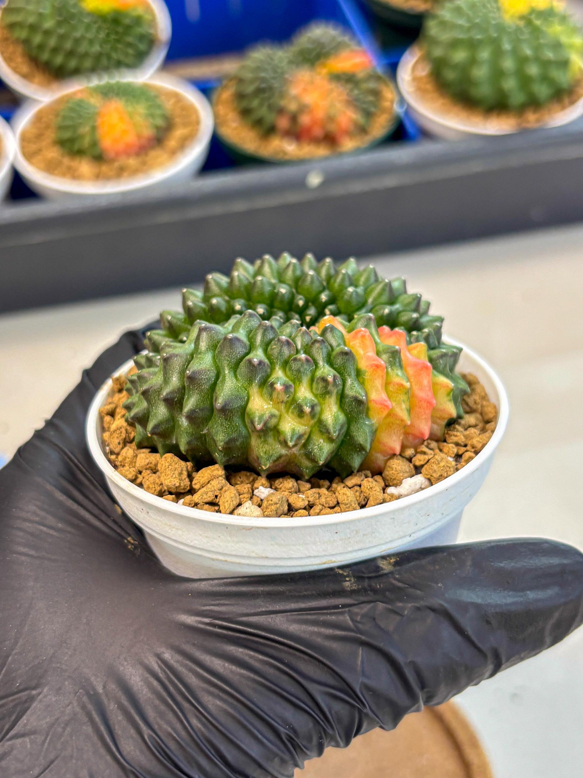 Gymnocalycium Inermis Cristata (gy9) (p3) | Variegated Cactus
