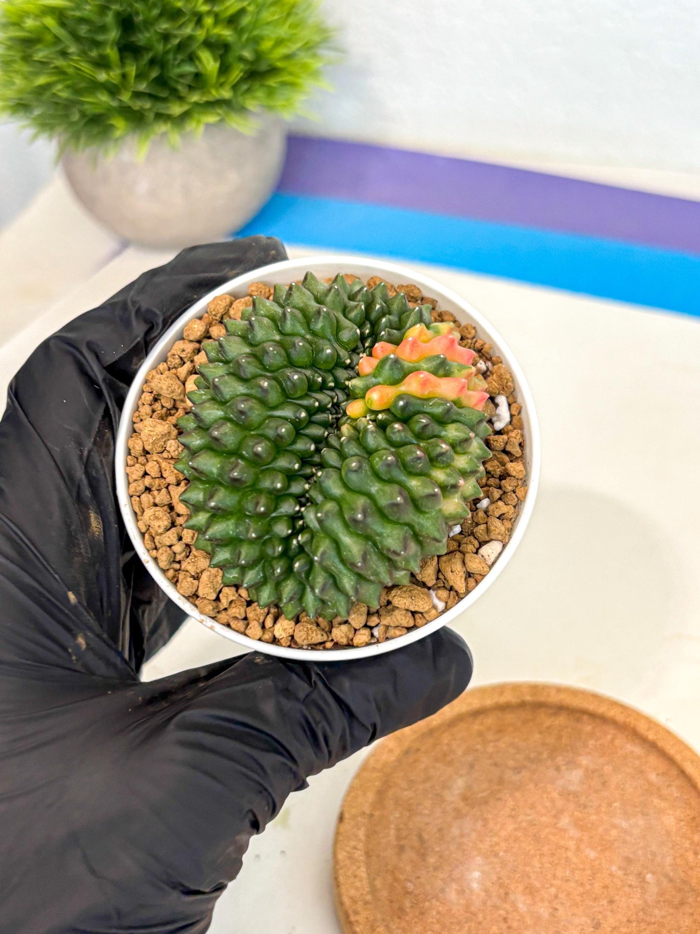Gymnocalycium Inermis Cristata (gy9) (p3) | Variegated Cactus