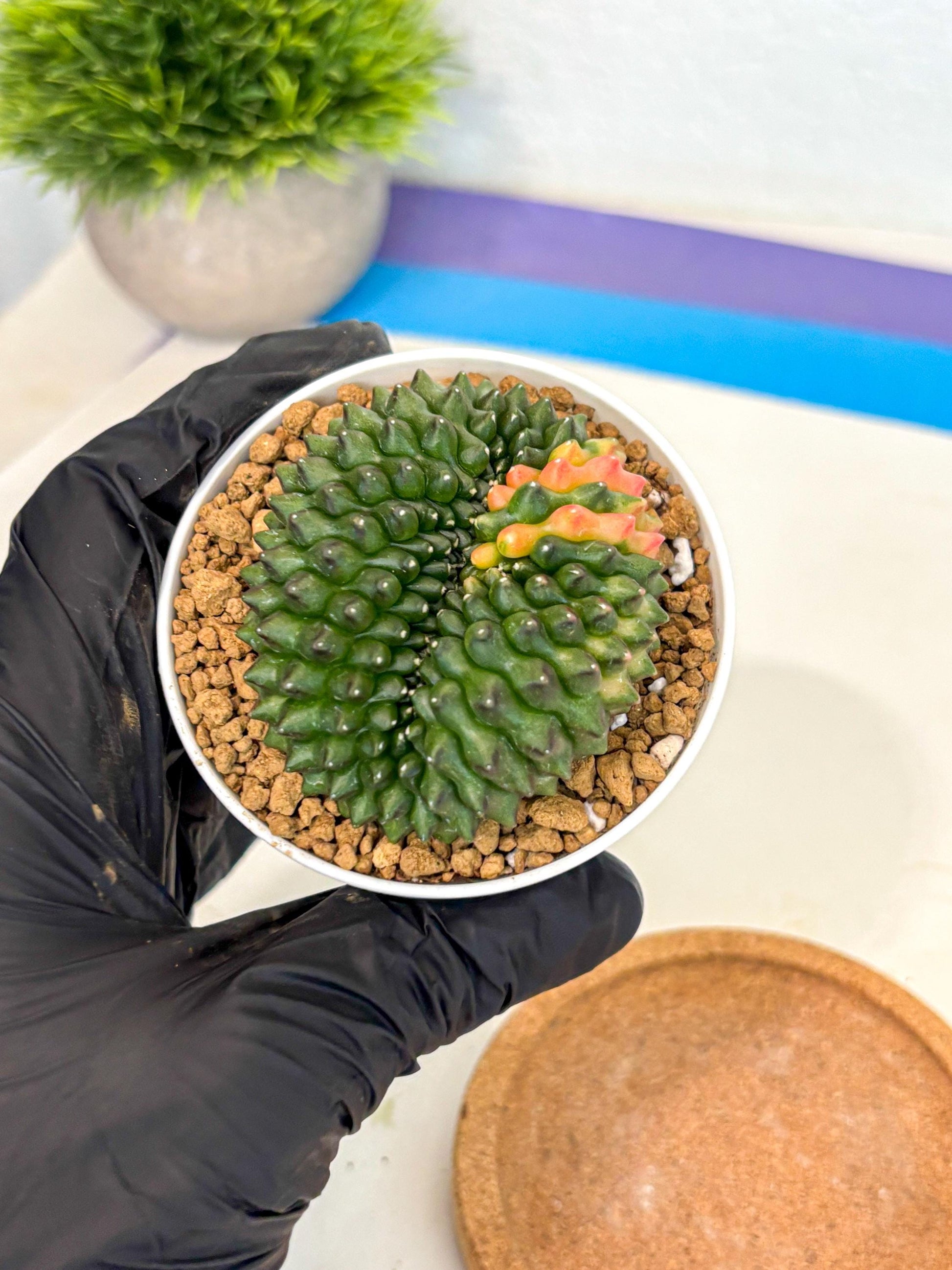 Gymnocalycium Inermis Cristata (gy9) (p3) | Variegated Cactus