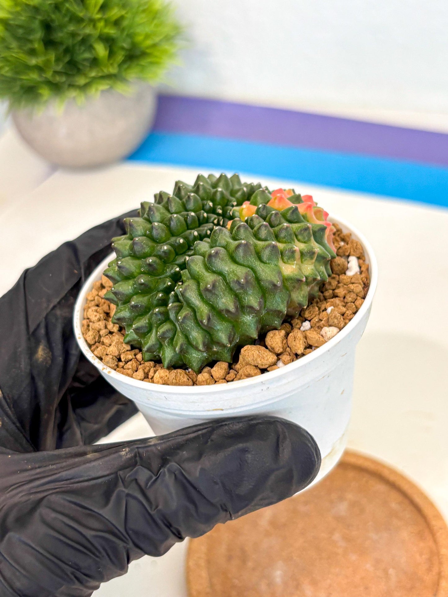 Gymnocalycium Inermis Cristata (gy9) (p3) | Variegated Cactus
