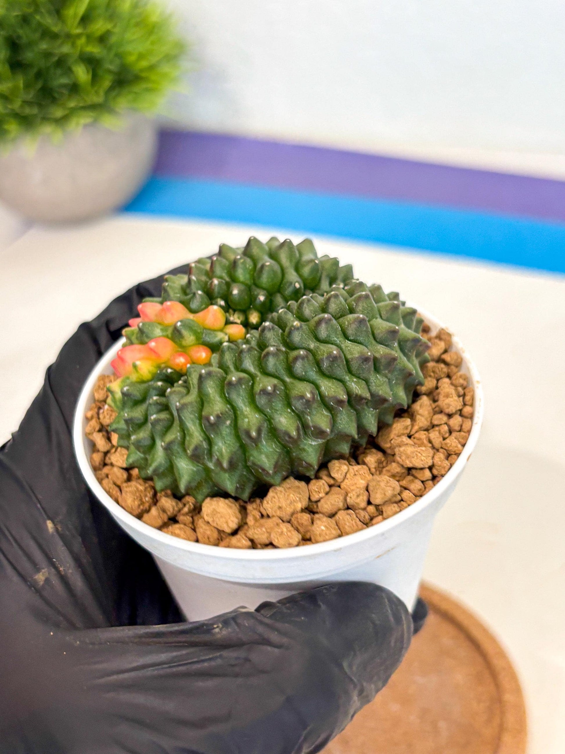 Gymnocalycium Inermis Cristata (gy9) (p3) | Variegated Cactus