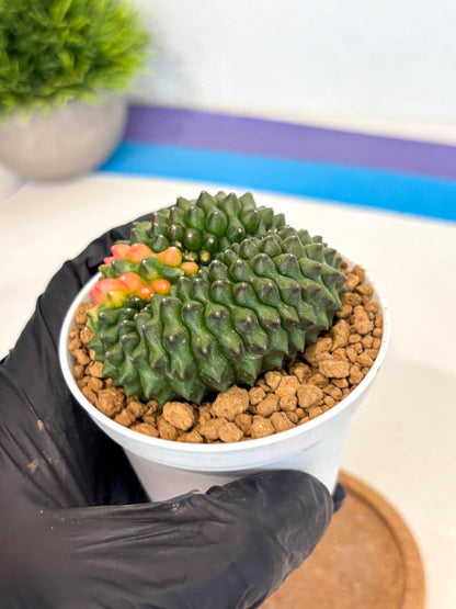 Gymnocalycium Inermis Cristata (gy9) (p3) | Variegated Cactus