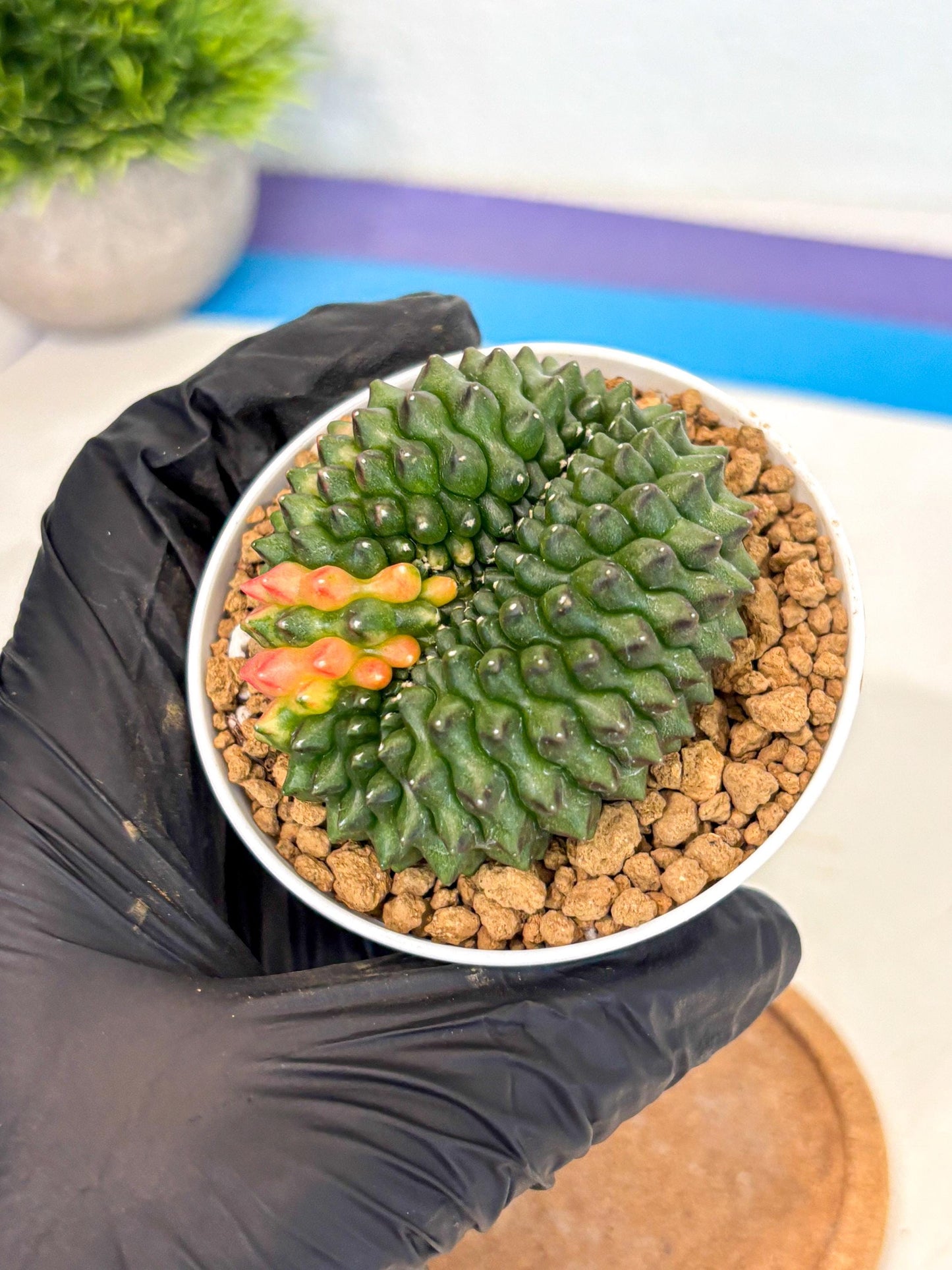 Gymnocalycium Inermis Cristata (gy9) (p3) | Variegated Cactus