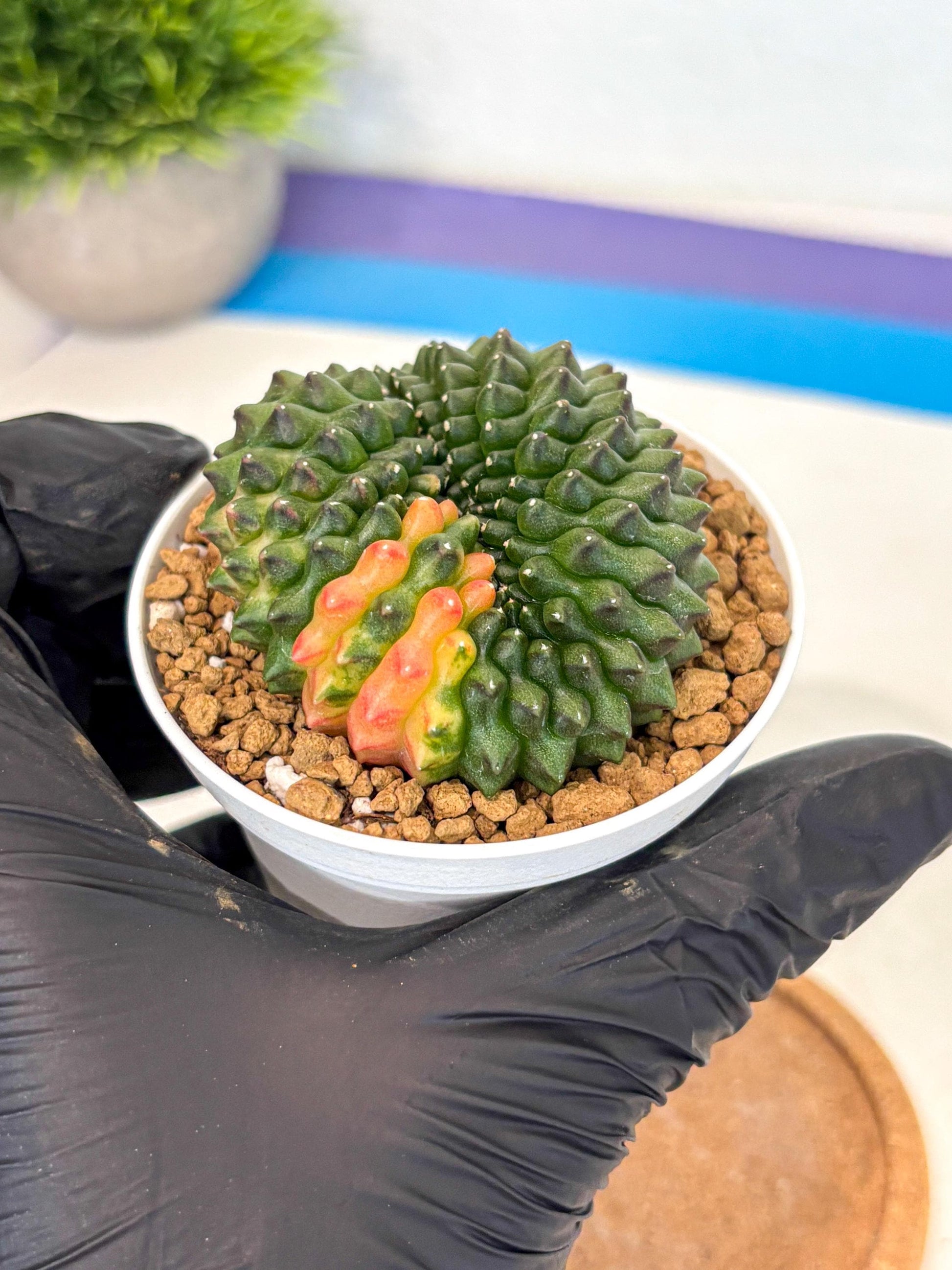 Gymnocalycium Inermis Cristata (gy9) (p3) | Variegated Cactus