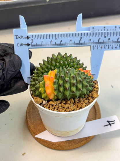 Gymnocalycium Inermis Cristata (gy9) (p4) | Variegated Cactus