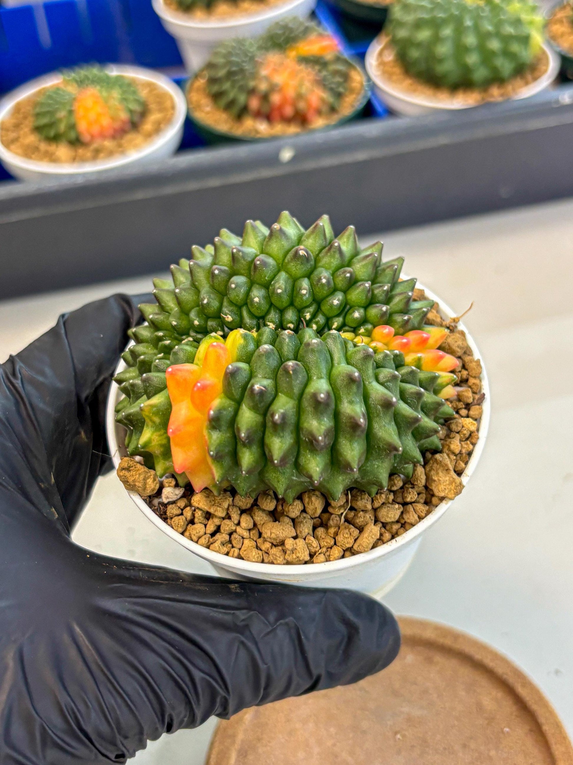 Gymnocalycium Inermis Cristata (gy9) (p4) | Variegated Cactus