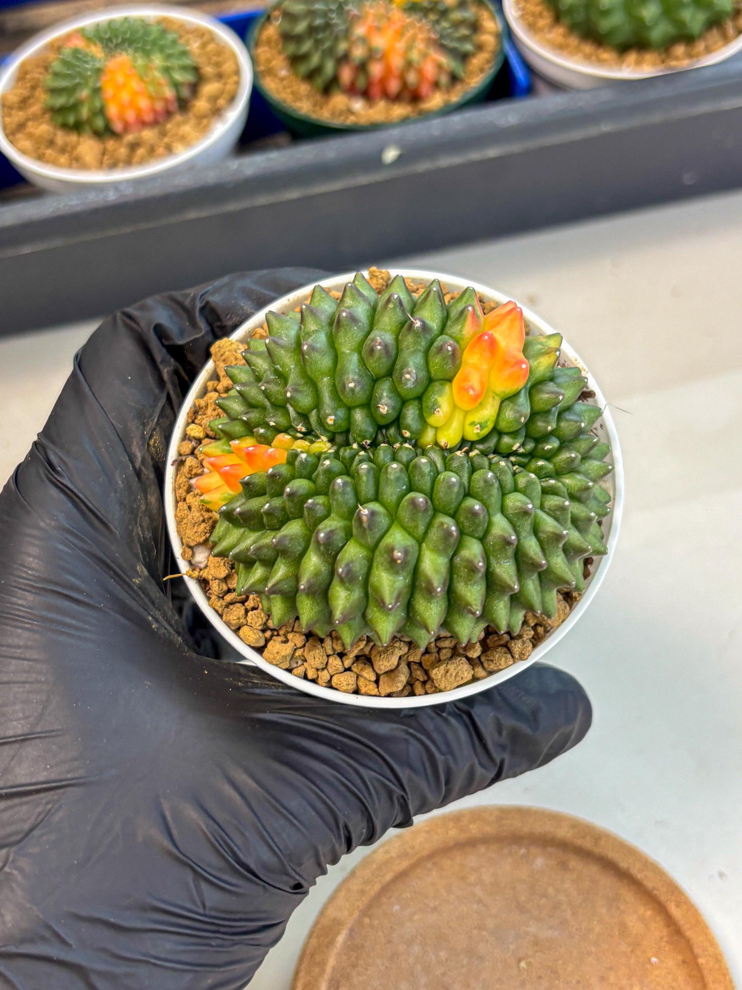 Gymnocalycium Inermis Cristata (gy9) (p4) | Variegated Cactus
