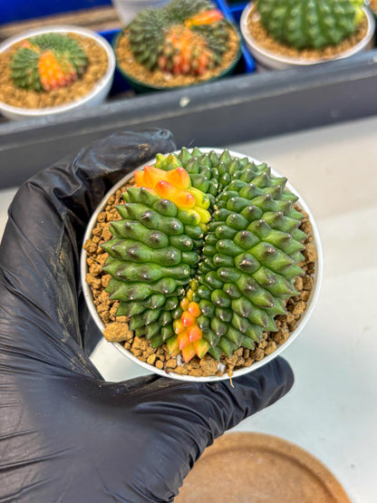 Gymnocalycium Inermis Cristata (gy9) (p4) | Variegated Cactus